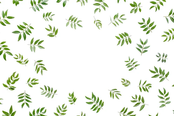 Area kerja bingkai dengan daun hijau terisolasi pada latar belakang putih. lay flat, top view — Stok Foto
