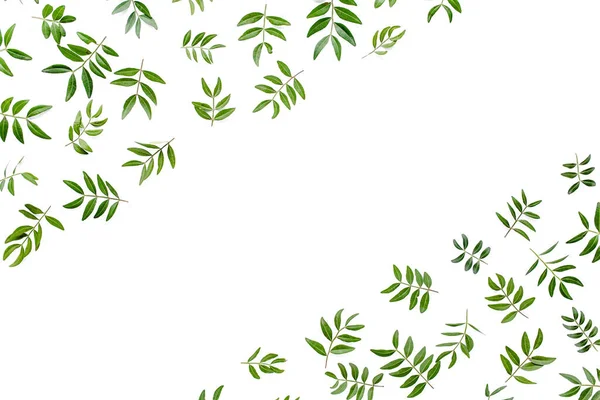 Beyaz arka planda yeşil yapraklı çerçeve çalışma alanı. Düz uzan, üst görünüm
