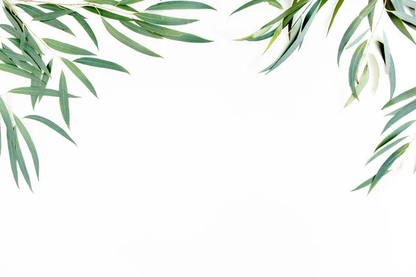 frame of green branches, eucalyptus leaves on a white background. flat layout, top view