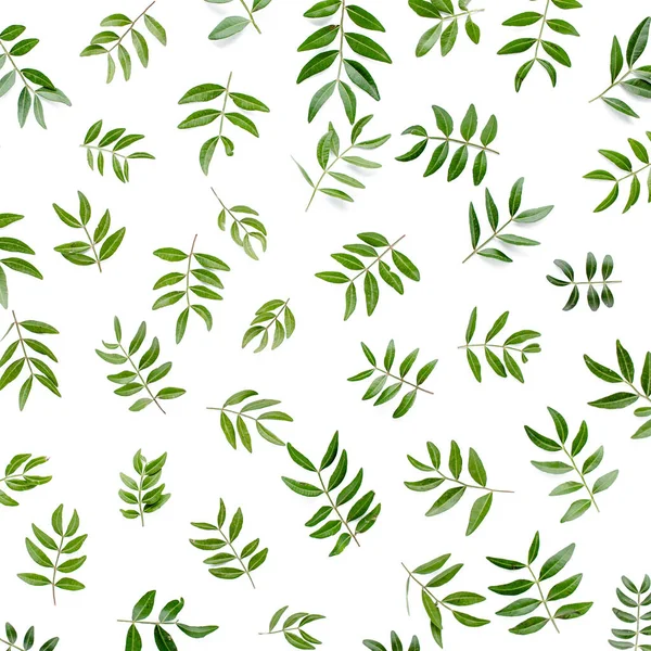 Beyaz arka planda izole edilmiş yeşil yapraklardan oluşan desen. Düz uzan, üst görünüm