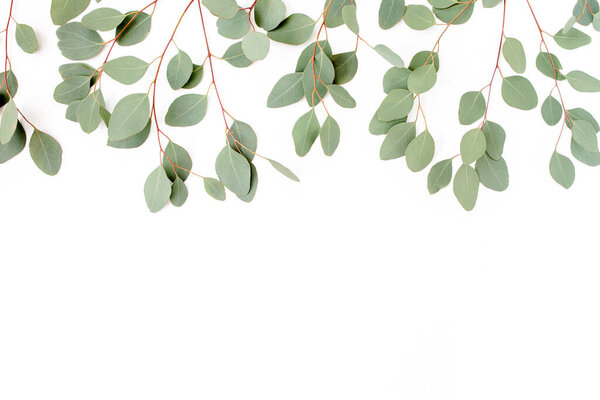Pattern with green leaves eucalyptus populus isolated on white background. Flat lay, top view