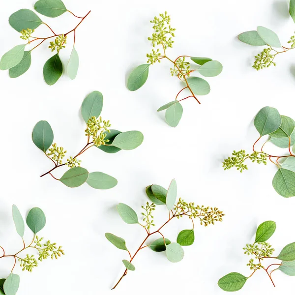 Arkaplan dokusu yeşil yapraklardan, dallar okaliptüs populus ve beyaz arka planda meyveler. Düz yatış, üst görünüm. 