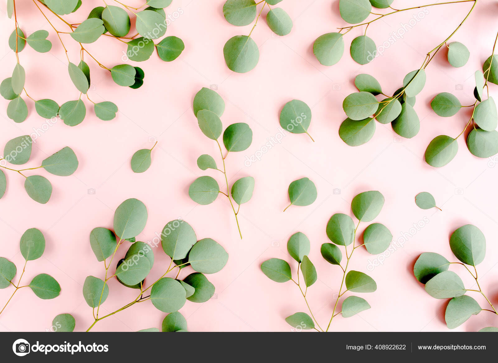 Patrón de ramas de eucalipto. Papel pintado natural. Piso tendido