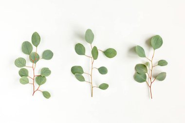 Yeşil dal, beyaz arka planda okaliptüs yaprakları. Düz konum, üst görünüm minimum konsept.