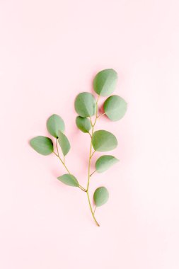 Pembe arka planda yeşil dal okaliptüs. düz yatış, üst görünüm