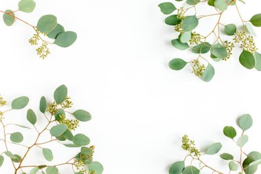 Çerçeve kenarları okaliptüs populus yapraklarından yapılmış ve beyaz arka planda meyve şeklinde meyveler var. Düz yerde, üst tarafta. Çiçek konsepti