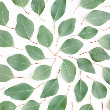 Soyut desen, yeşil yapraklı doku okaliptüs populus beyaz arka planda izole. Düz yatış, üst görünüm