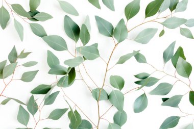 Arkaplan dokusu yeşil okaliptüs yapraklarından yapılmış, dal. Düz yatış, üst görünüm