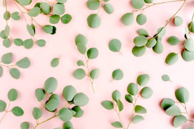 Okaliptüs dalları deseni. Doğal duvar kağıdı. Düz yatış, üst görünüm