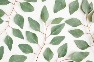 Arkaplan dokusu yeşil okaliptüs yapraklarından yapılmış, dal. Düz yatış, üst görünüm