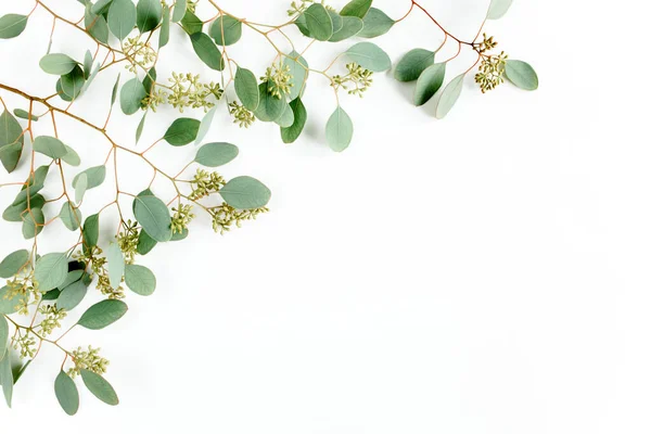 Fronteras de marco hechas de hojas de eucalipto populus con frutos en forma de bayas sobre fondo blanco. Asiento plano, vista superior. concepto floral — Foto de Stock