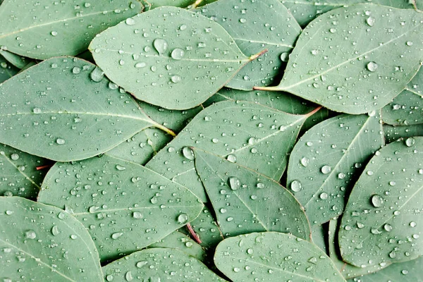Φόντο, Υφή από πράσινα φύλλα ευκαλύπτου με σταγόνα βροχής, δροσιά. Επίπεδη τοποθέτηση, κορυφή — Φωτογραφία Αρχείου