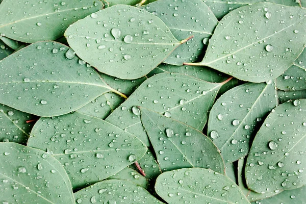 Latar belakang, Tekstur yang terbuat dari daun eukaliptus hijau dengan tetes hujan, embun. Letak datar, atas — Stok Foto