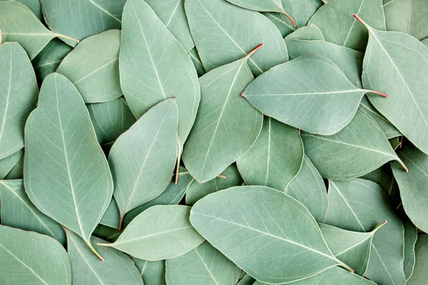 Fundo, Textura feita de folhas de eucalipto verde. Flat lay, topo — Fotografia de Stock