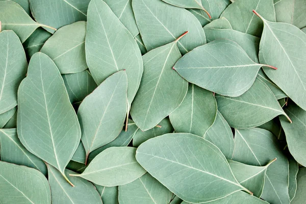 Hintergrund, Textur aus grünen Eukalyptusblättern. Flach gelegt, oben — Stockfoto