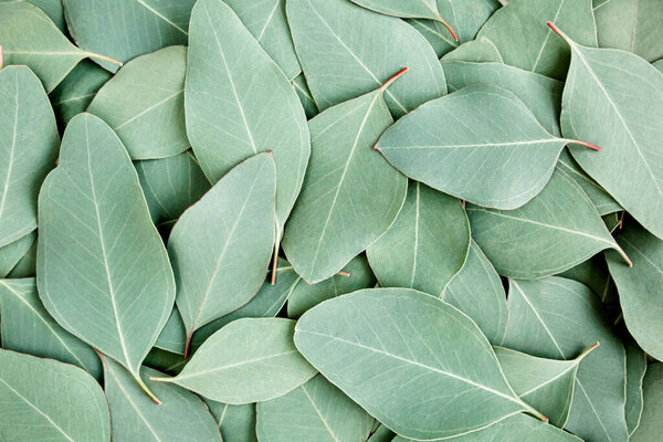 Background, Texture made of green eucalyptus leaves. Flat lay, top 
