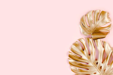 Altın tropikal palmiye pembe arka planda Canavar bırakır. Düz konum, üst görünüm minimum konsept.