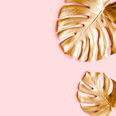 Altın tropikal palmiye pembe arka planda Canavar bırakır. Düz konum, üst görünüm minimum konsept.