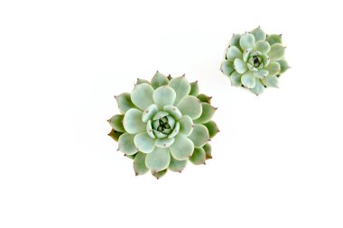 Green house plants potted, succulent plants isolated on white background. Flat lay, top view. clipart