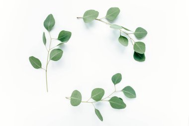 Dalları okaliptüs olan yuvarlak çerçeve ve beyaz arka planda izole edilmiş yapraklar. Düz uzan, üst görünüm