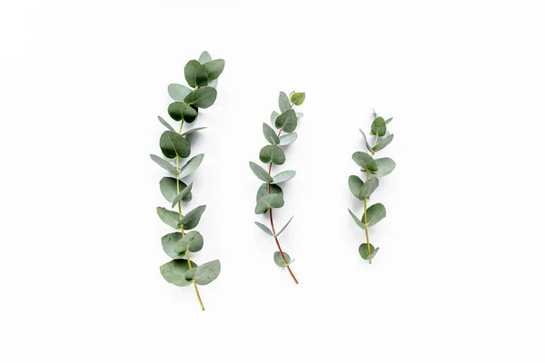 Feuilles vertes eucalyptus sur fond blanc. plan plat, vue sur le dessus — Photo