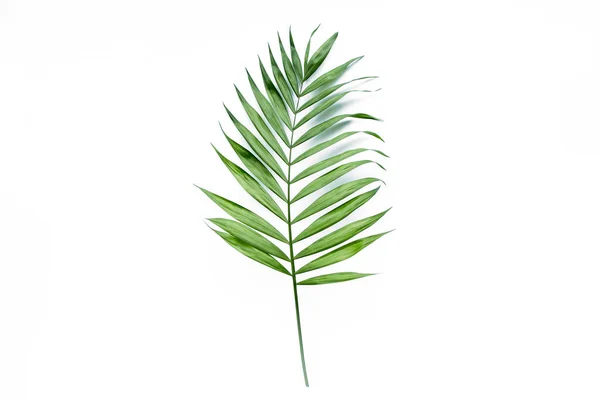 Zelené palmové listy na bílém pozadí. byt ležel, horní pohled — Stock fotografie