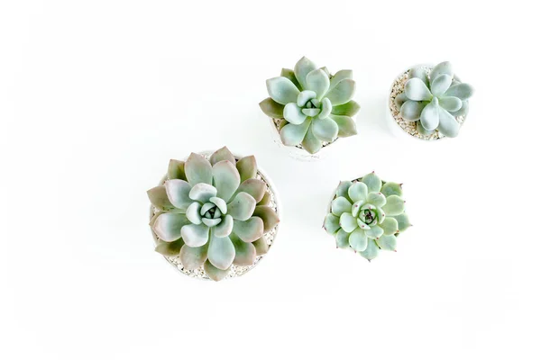 Plantes de serre en pot, plantes succulentes isolées sur fond blanc. Couché plat, vue du dessus. — Photo