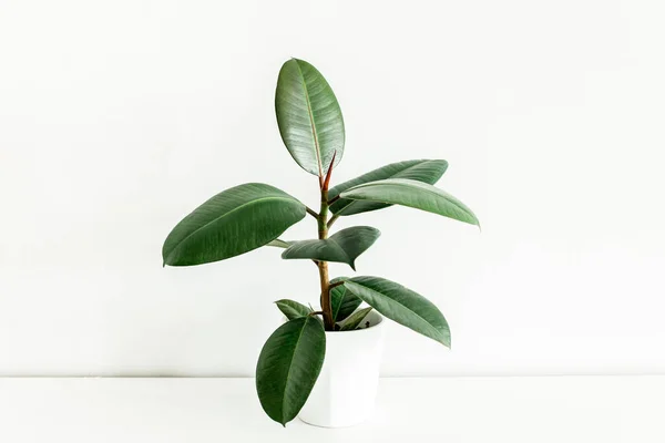 Casa planta em vaso de flores brancas, folha verde ficus benjamina, elastica em um fundo leve — Fotografia de Stock