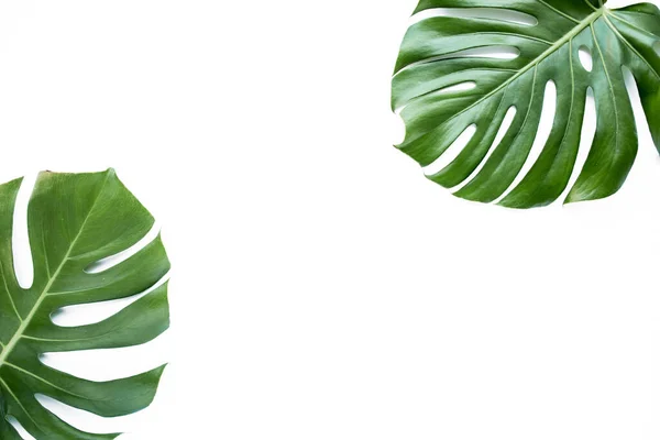 Folhas tropicais Monstera no fundo branco. Deitado plano, vista superior — Fotografia de Stock