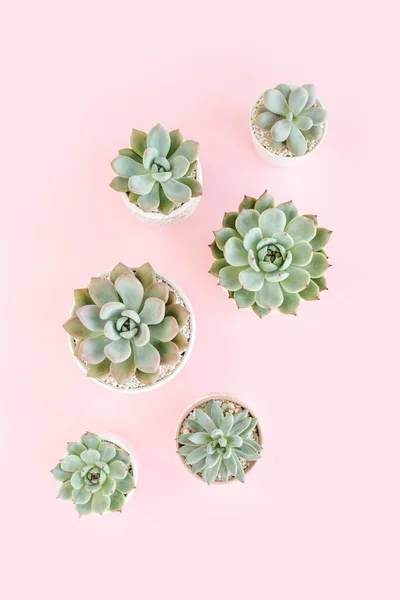 Green house plants potted, succulent plants isolated on pink background. Flat lay, top view.