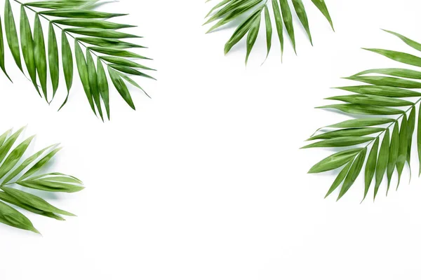 Rami di foglie di palma verde su sfondo bianco. appartamento, vista dall'alto — Foto Stock