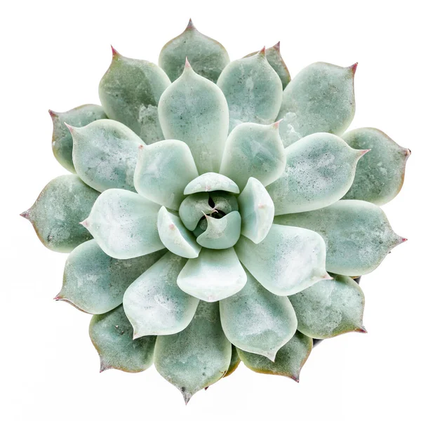 Plantas de casa verde em vaso, plantas suculentas isoladas em fundo branco. Deitado plano, vista superior. — Fotografia de Stock