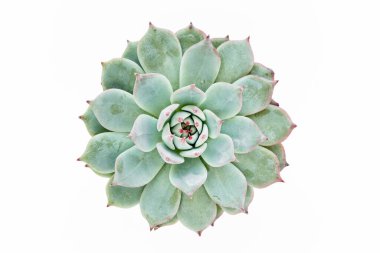 Yeşil ev bitkileri, sulu bitkiler beyaz arka planda izole edilmiş. Düz yatış, üst görünüm.