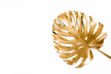 Altın tropikal palmiye beyaz arka planda Canavar bırakır. Düz konum, üst görünüm minimum konsept.