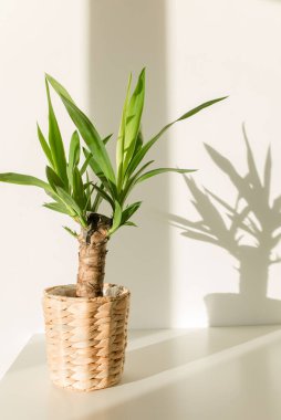 Çubuk tencerede Yucca palmiyesi ve beyaz duvarda gölgeler