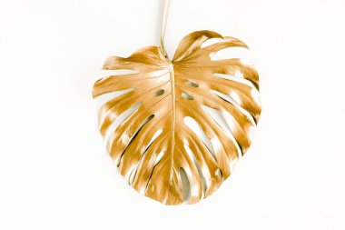 Altın tropikal palmiye beyaz arka planda Canavar bırakır. Düz konum, üst görünüm minimum konsept.