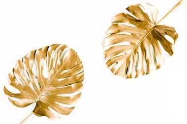 Altın tropikal palmiye beyaz arka planda Canavar bırakır. Düz konum, üst görünüm minimum konsept.