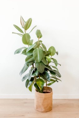 Ficus beyaz arka planda saksıda. Bir ev bitkisi ile modern minimalist iç mimari. Düz konum, üst görünüm minimum konsept. 