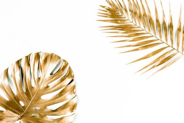 Altın tropikal palmiye beyaz arka planda Canavar bırakır. Düz konum, üst görünüm minimum konsept.