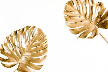 Altın tropikal palmiye beyaz arka planda Canavar bırakır. Düz konum, üst görünüm minimum konsept.