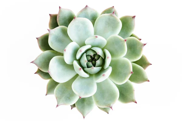 Le piante domestiche verdi in vaso, piante succulente isolate su sfondo bianco. Posa piatta, vista dall'alto. — Foto Stock