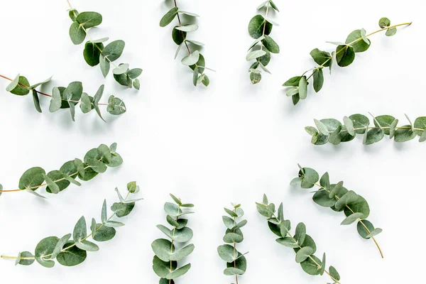 Green leaves eucalyptus on white background. flat lay, top view — Stock Photo, Image