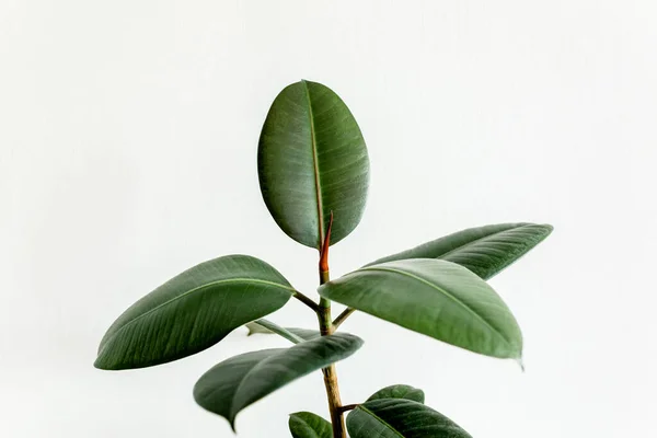 Inicio planta hoja verde ficus benjamina, elastica sobre fondo claro — Foto de Stock