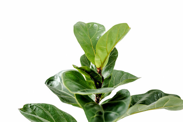 Home plant green leaf ficus benjamina, elastica on a white background 