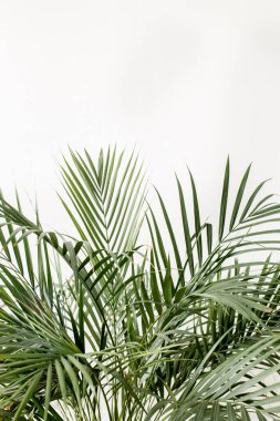 Egzotik tropik yeşil palmiye yaprakları, beyaz arka planda dallar ve metin için boş alan. Düz yatış, üst görünüm 