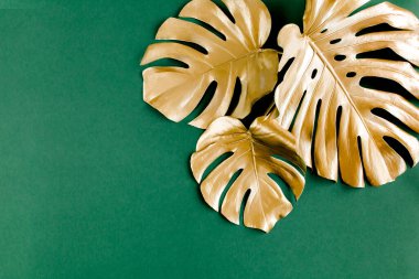 Altın tropikal palmiye yeşil arka planda Canavar bırakır. Düz konum, üst görünüm minimum konsept.