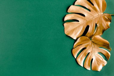 Altın tropikal palmiye yeşil arka planda Canavar bırakır. Düz konum, üst görünüm minimum konsept.