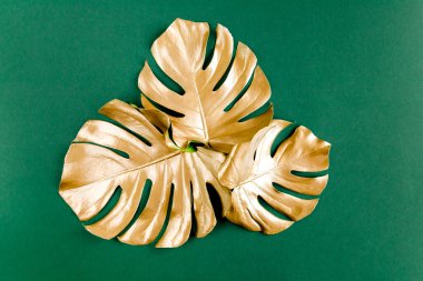 Altın tropikal palmiye yeşil arka planda Canavar bırakır. Düz konum, üst görünüm minimum konsept.