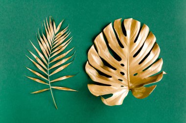 Altın tropikal palmiye yeşil arka planda Canavar bırakır. Düz konum, üst görünüm minimum konsept.