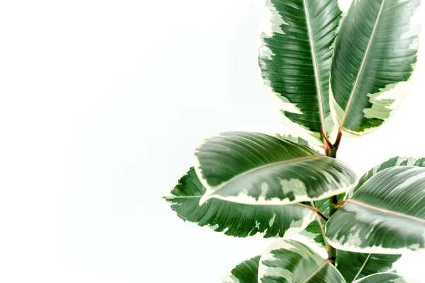 Inicio planta en maceta blanca, hoja verde ficus benjamina, elastica sobre fondo claro — Foto de Stock